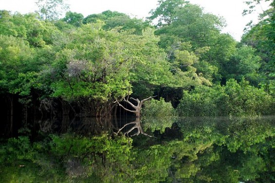 L'Amazonie ©Wikimedia