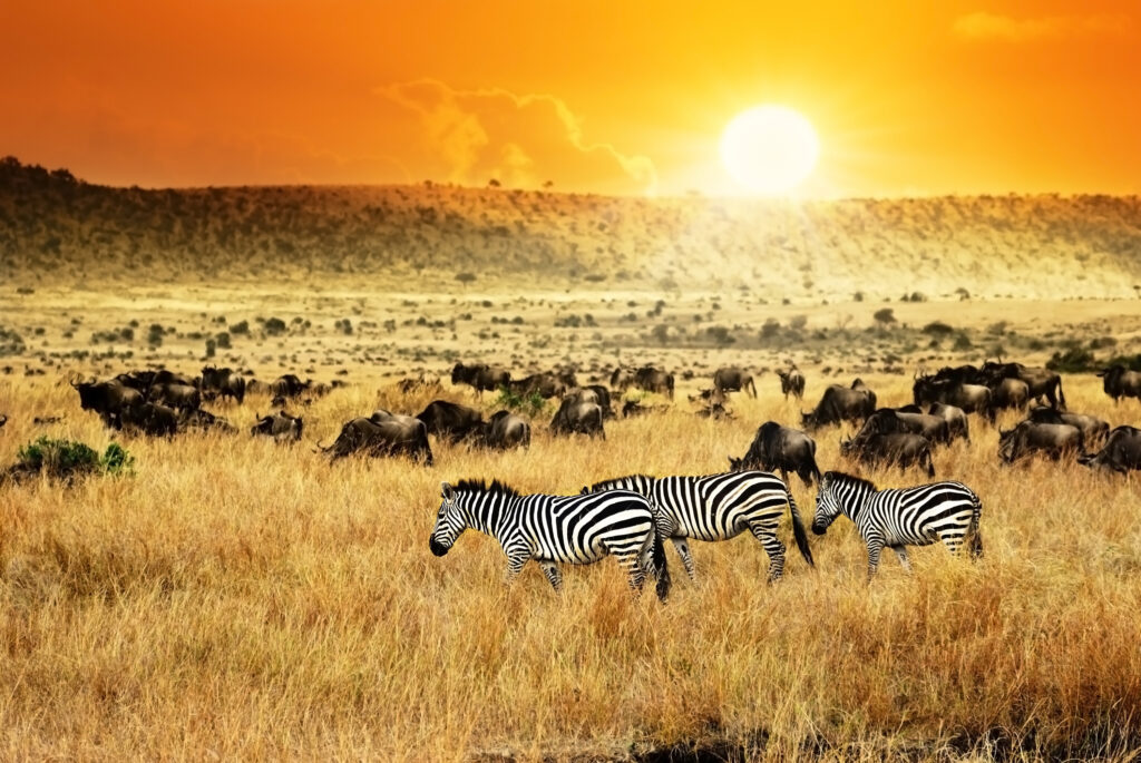 grande-migration-zèbres-serengeti