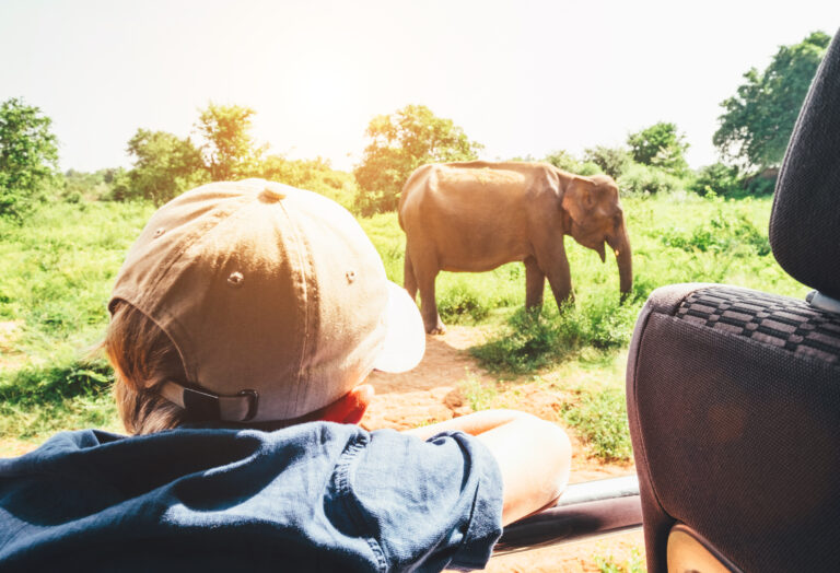 enfant-safari-observation-éléphant