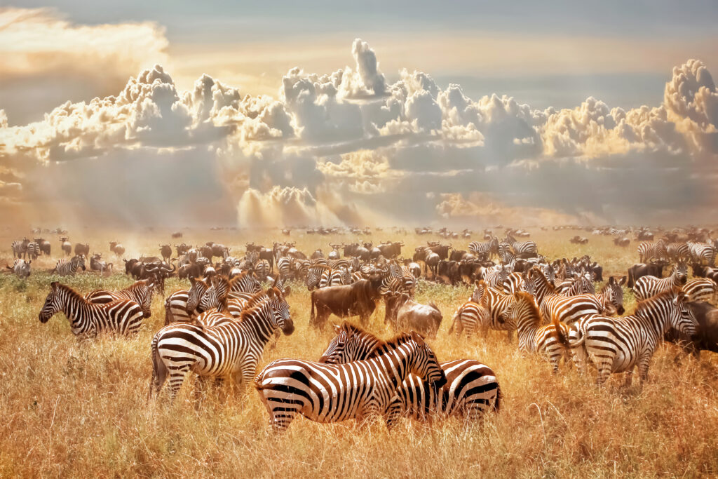 grande-migration-zebre-masai-mara-kenya
