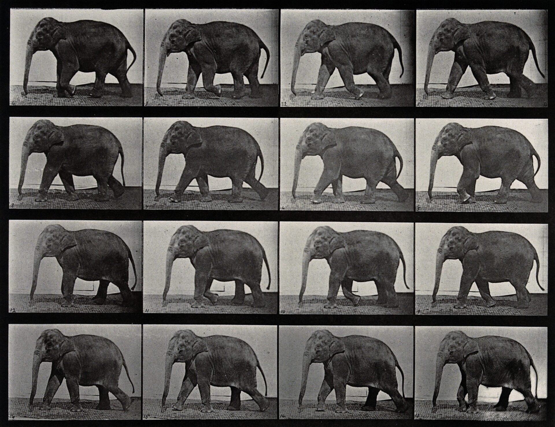 photographie-elephant