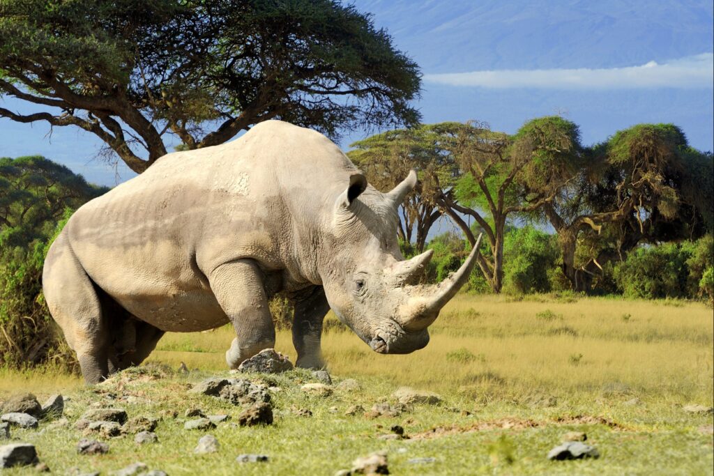 rhinoceros-safari