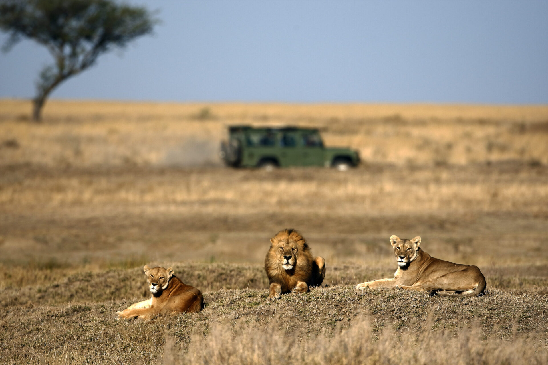Safari_lions-savane
