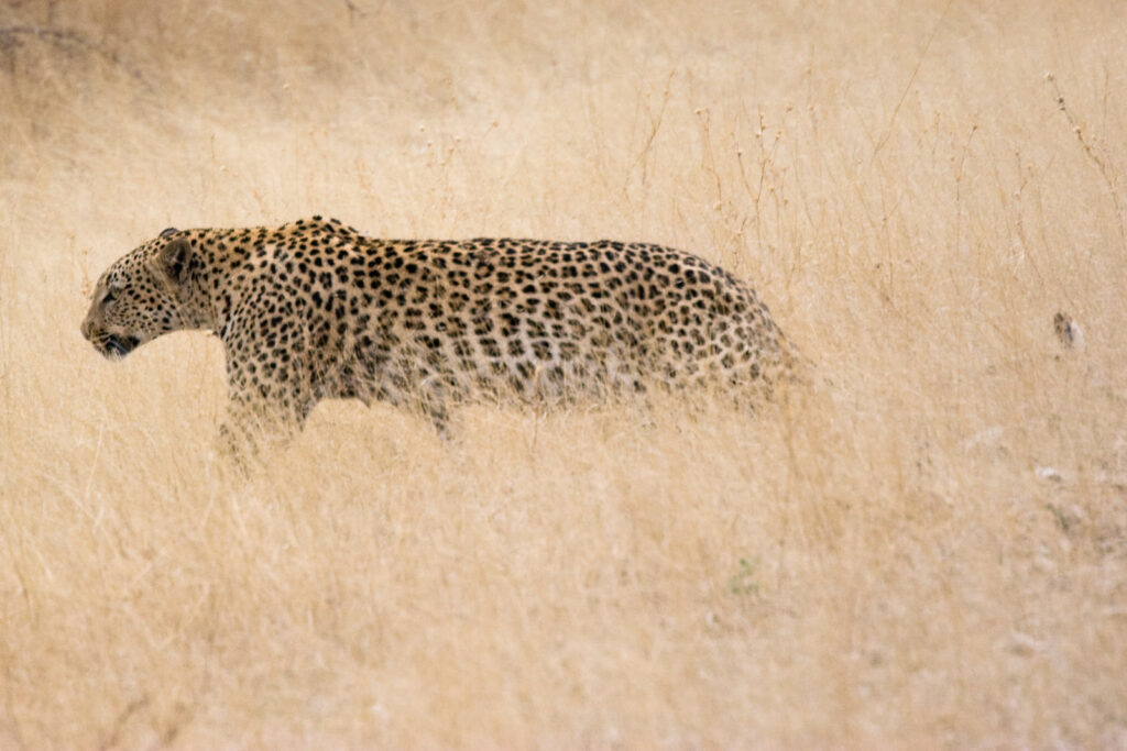 leopard-masai-mara